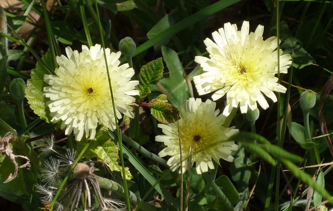 urosperme de daléchamp (2)